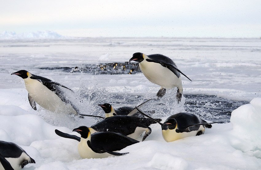 Emperor penguins returning from a fishing dive